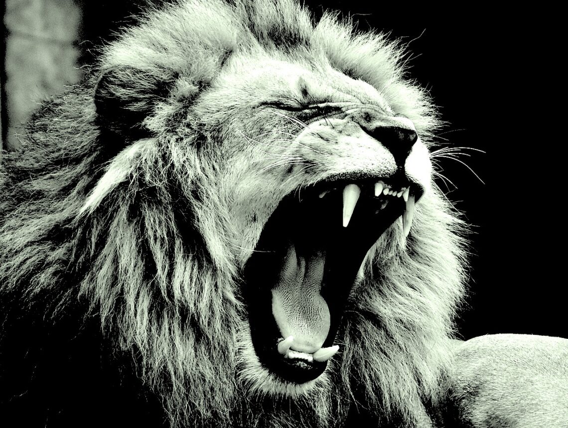 I leoni bianco-rossi e la criniera blu